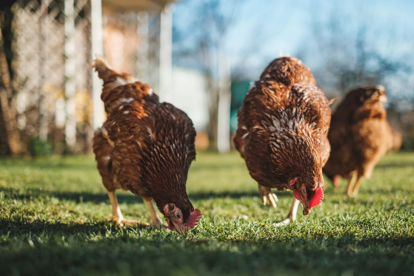Hens foraging beside a poultry house in natural daylight
