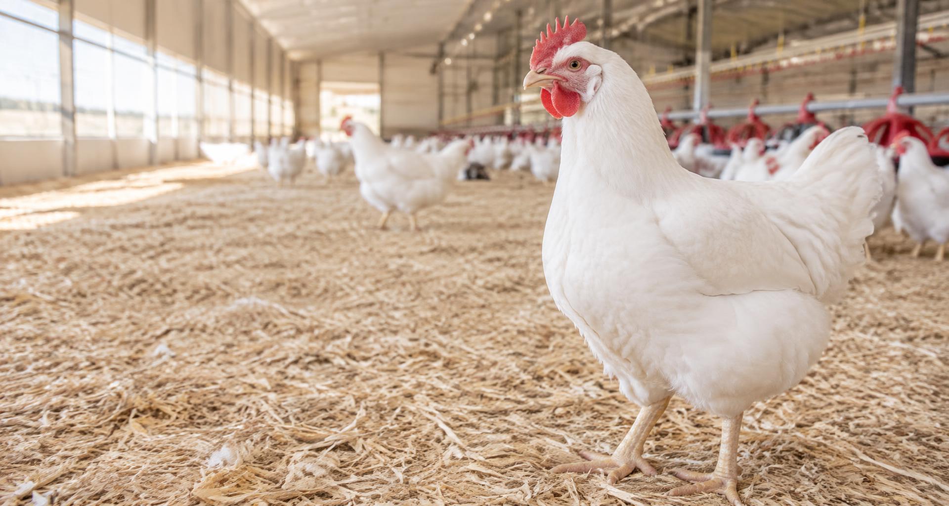 White chicken in a clean, bright poultry house